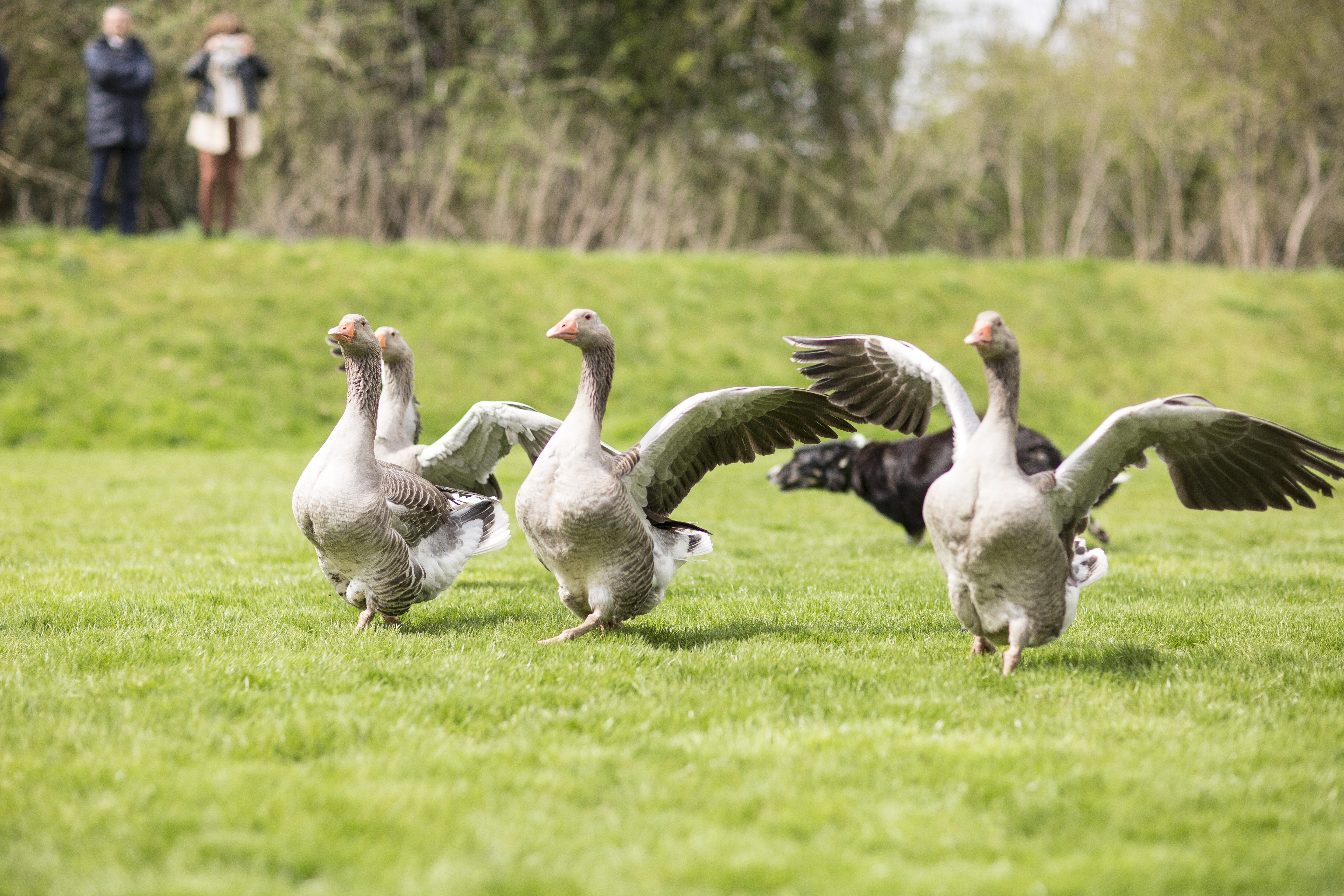 Duck Herding Event | Running Ducks