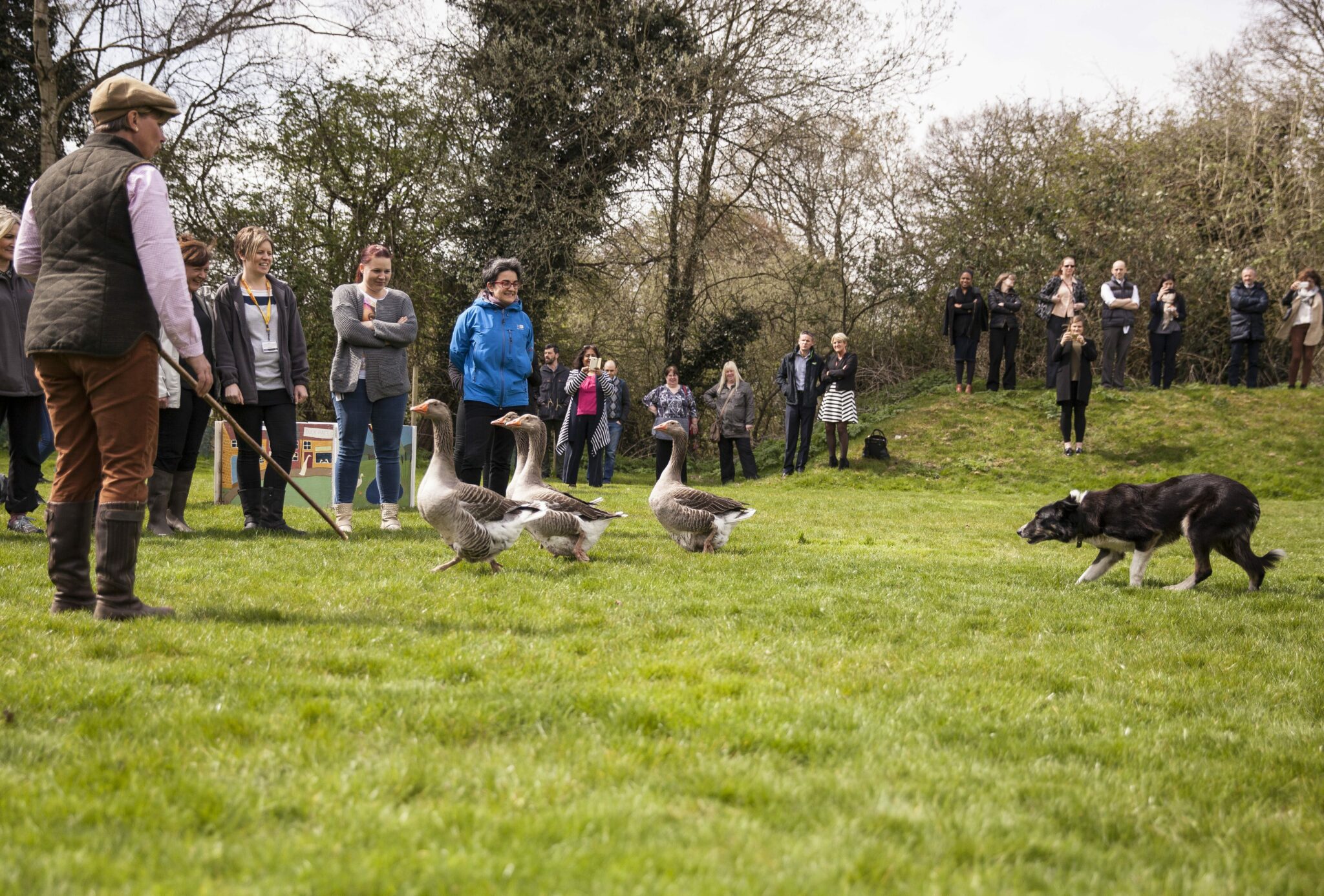 Duck Herding Event